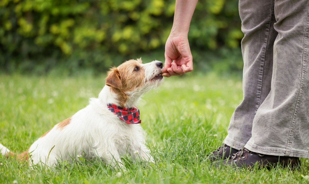 Pet sitting, dog sitting, cat sitting and house sitting in Adelaide